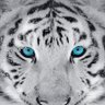 Selamdon's profile picture