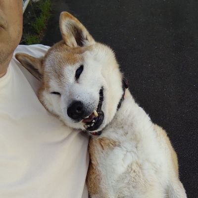 shibakenseichan's profile picture