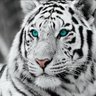 Фото профиля gamecat white tiger
