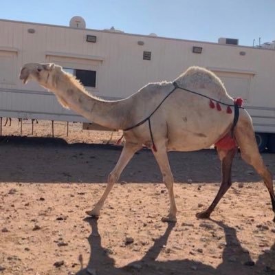 نايفـــ العتيبي ـــ's profile picture