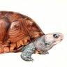 turtleguy 的头像