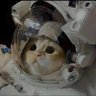 柚夏碎碎冰 profil fotoğrafı
