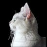 パンケーキ profil fotoğrafı