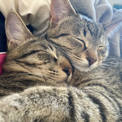 uniikura0127's profile picture