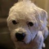 Profilbild von Mr. Cutie Fur