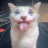 Profilbild von だゔい
