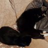Фото профиля Splodge & Angel Tyler 🌈💔🌈& my hoodad/slave