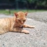 Фото профиля Gato Pascasio Óòinn