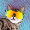 Фото профиля Segregatto 🧱🐈👾🇮🇹