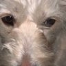 Berengaria's profile picture