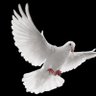 مُرْتَحِلٌ 🤍 的头像