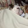 Bulldicku's profile picture
