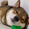 Profilbild von モモフ好き 10月1日から中国は