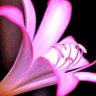 Profilbild von Lily Flower