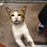 Pet 的头像