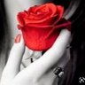 عطر الورد profil fotoğrafı
