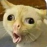 no context receh profil fotoğrafı