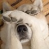Repunante's profile picture