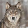 Serkan Alanbay's profile picture