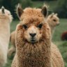 Profilbild von Macho em Movimento