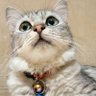 Maz² gondrong lagi belajar ipynb profil fotoğrafı