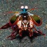 Peacock Mantis 的头像