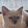 seyyidosman profil fotoğrafı
