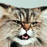 Vici profil fotoğrafı