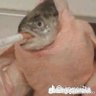 Фото профиля Fish with a cigarette