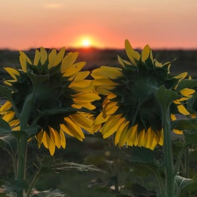 Kansas108's profile picture