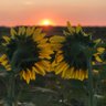 Profilbild von Kansas108