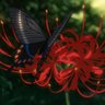 higanbana's profile picture