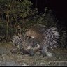 Quills profil fotoğrafı