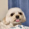 あろまキャンドル 的头像
