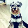 Dan Kadlec profil fotoğrafı