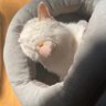 cat-tree's profile picture