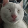 Profilbild von Diabo branco