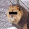Meh profil fotoğrafı