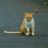 たつお 的头像
