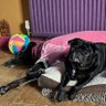 LiZbuRf & SpuddyPug profil fotoğrafı