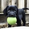 ヒロ🍥🐶🐱物言わぬ動物たちの幸せを願う✨ profil fotoğrafı