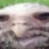 Profilbild von Danish S