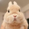 就是那个兔兔🇨🇳's profile picture