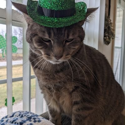 Donna Speigle's profile picture