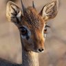 Фото профиля الخل الوفي