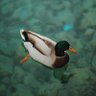 Prophet Duck 的头像