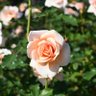 若桜(わかさ) profil fotoğrafı