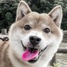 Raindog's profile picture