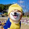 P A 的头像