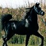 Фото профиля Salem Alsalem